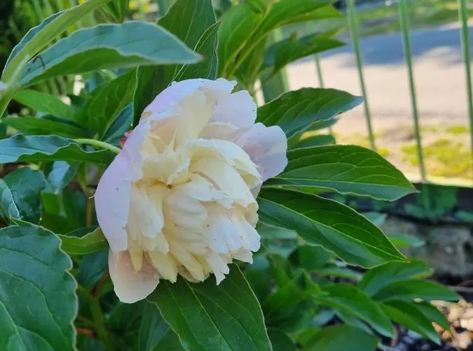 Daire Stroebitzer Wiesen